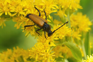 Closeup on a Tawny Longhorn Beetle, Paracorymbia fulva, sitting on a yellow goldenrod flower