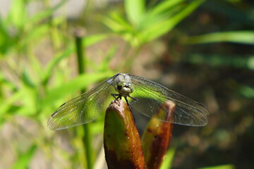 Libellule posée sur une plante. Plan rapproché