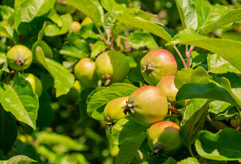 Young juicy slightly pink apples on the branches in the garden