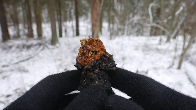 Closer look of Chaga Mushroom in a Winter Forest