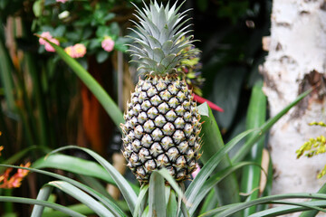 Fototapeta premium an immature pineapple in the garden
