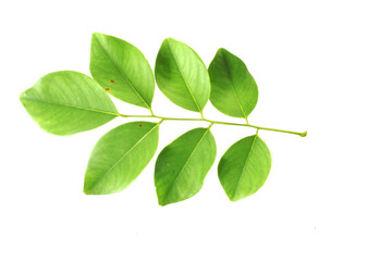 green leaves isolated on white background