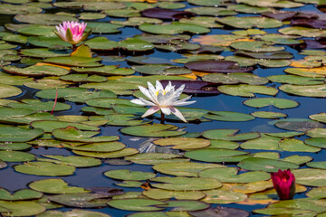 White Lily blooms on the pond. Beautiful water lilies of white color.