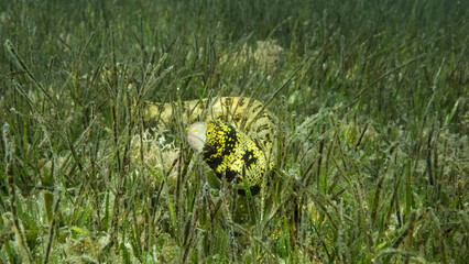 Close-up of Moray slowly swims in green seagrass. Snowflake moray or Starry moray ell (Echidna nebulosa) on Seagrass Zostera. Red sea, Egypt