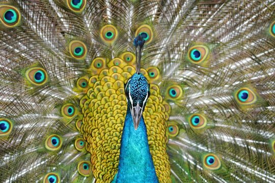 クジャク Images Browse 1 794 Stock Photos Vectors And Video Adobe Stock