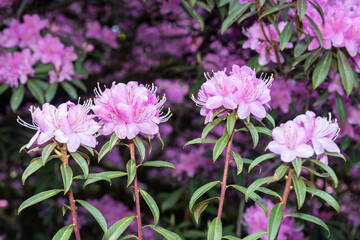 Concave-leaf rhododendron