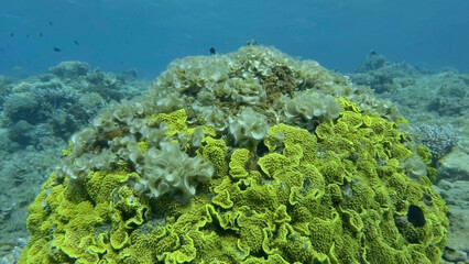 Brown alga Peacock's Tail (Padina pavonica) covered coral reefes. The once beautiful coral reef is overgrown with algae as a result of eutrophication (increase organic matter in the sea water) 