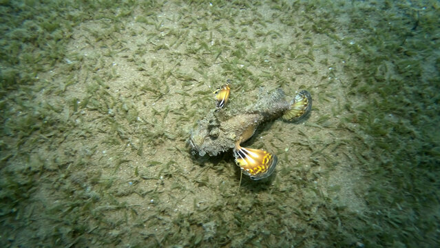 Demon Stinger walks on sandy bottom covered with green algae. Bearded Ghoul, Sea Goblin or Devilfish (Inimicus didactylus) Red sea, Egypt