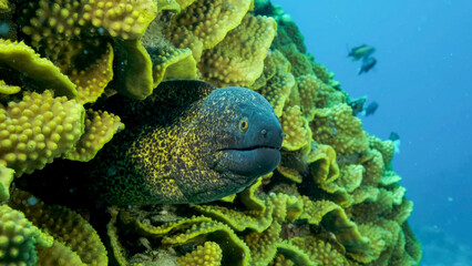 Yellow Edged Moray Eel (Gymnothorax flavimarginatus) peeks out of its Lettuce coral or Yellow Scroll Coral (Turbinaria reniformis). Close-up. Red sea, Egypt