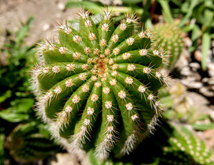 macro di vivida pianta grassa illuminata dal sole in estate