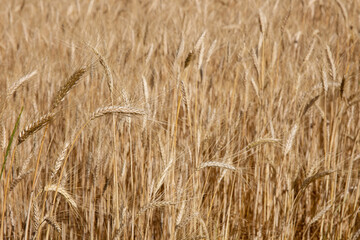 Rye field closeup sunny summer, sunshine, bread components, wheat