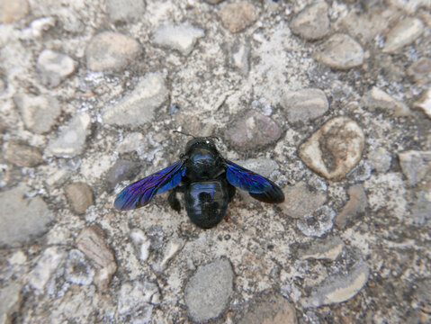 coleottero blu caduto a terra