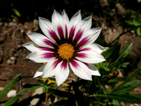 vivide e brillanti corolla di fiore alla luce dell'estate