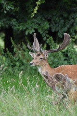 Deep in the park in Dublin