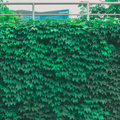 담쟁이 넝쿨 벽