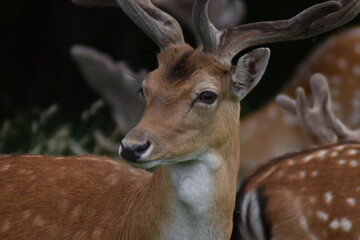 A beautiful deer in the forest