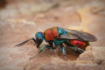 Closeup on a colorful metallic jewel wasp, Hedychrum nobile, sitting on wood