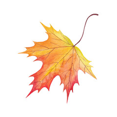 Fototapeta premium Maple leaf isolated on white background, watercolor drawing of autumn colorful leaves, floral illustration.