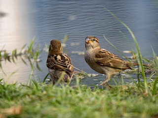 Sparrows are sitting near a pool of water. Albania.
