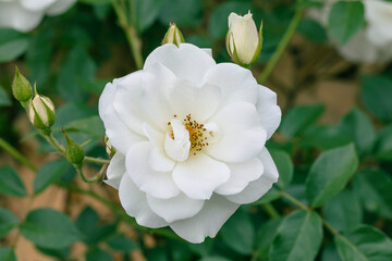 beautiful white rose flower in the garden