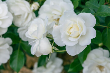 Obraz na płótnie Canvas beautiful white rose flower in the garden