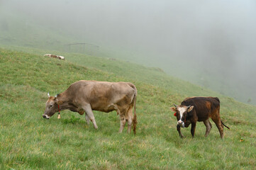 Fototapeta premium Cows graze on a meadow in the fog, Carpathian cows in Ukraine.