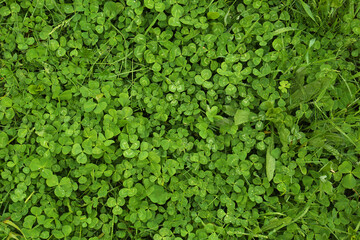 Beautiful green clover leaves and grass with water drops, top view