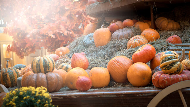 decoration in the shop with pumpkins. autumn background