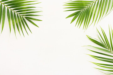 Image of tropical green palm over white wooden background