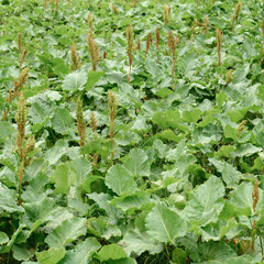 Horse sorrel Rumex confertus on a grassy background, a perennial uncultivated plant.