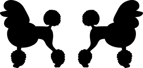 Poodle 1