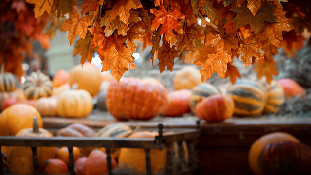 Blurred Pumpkins Autumn decorative background composition