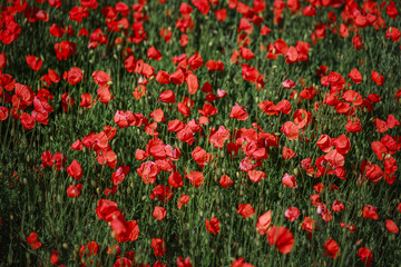 Poppy flowers field blossom background picture taken in early summer, picture of field of flowers