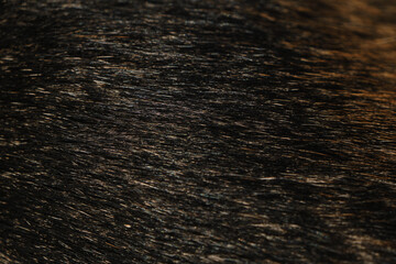 Details of body of German Shepherd dog of black and red color. Minimalism, can be used as background. Dog hair close-up.
