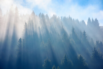 sunlight through fog among coniferous trees. beautiful nature background in autumn season