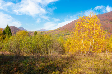 birch tree in yellow foliage on the grassy meadow. sunny autumn day in mountains