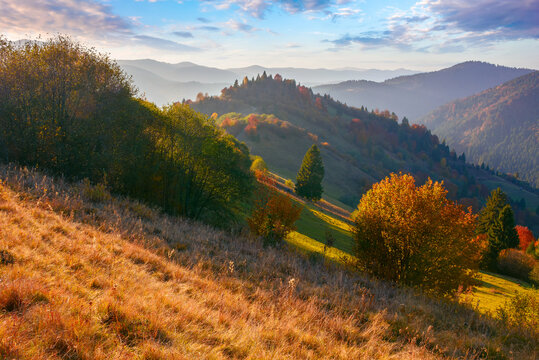 trees in colorful foliage on the hill. open vista with valley and mountains in the distance. beautiful countryside landscape on a sunny autumn day