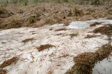 Needles from a spruce tree on snow in the mountains, snow in spring in the mountains.
