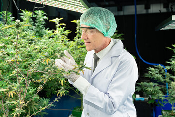 Inspector senior caucasian scientists checking cannabis tree in indoor cannabis farm 