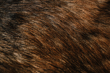 Details of body of German Shepherd dog of black and red color. Minimalism, can be used as...