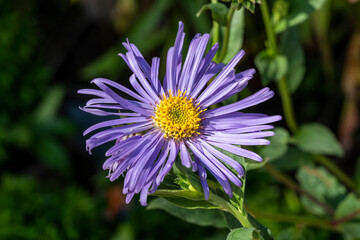 Aster x frikartii 'Wunder von Stafa' a lavender blue herbaceous perennial summer autumn flower plant commonly known as Michaelmas daisy, stock photo image