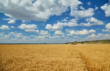 Combine Harvester Cutting Wheat, Summer Landscape of endless