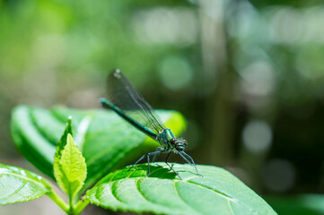 A beautiful dragonfly that stands still on a green leaf