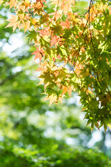 鎌倉 真夏の明月院の美しい青もみじ