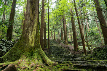 A large tree that lives in Kosanji Temple in Kyoto, Japan