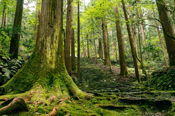 Fototapeta premium 京都 高山寺の原生林に育つ苔むした大木