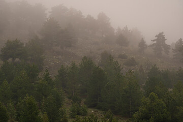 Selective focus shot of pine trees in foggy weather.