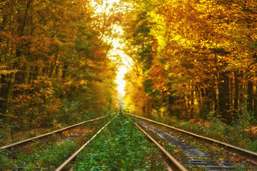 Abandoned Railway under Autumn Colored Trees. Tunnel of Love.