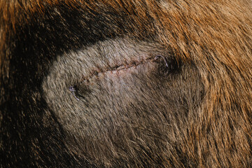 The concept of pet treatment. Postoperative suture on side of German Shepherd. Dog after surgery in veterinary clinic. Smooth seam on skin is almost healed and shaved fur around.