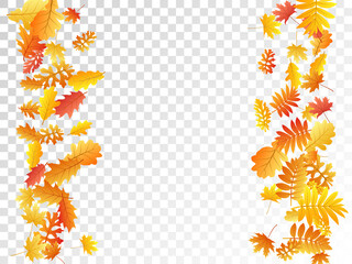 Oak, maple, wild ash rowan leaves vector, autumn foliage on transparent background.